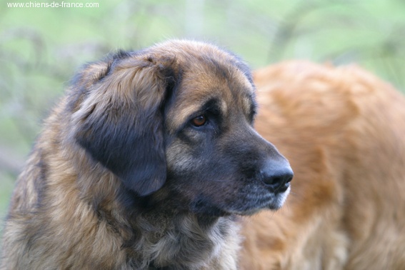 Reisha De la foret des amognes