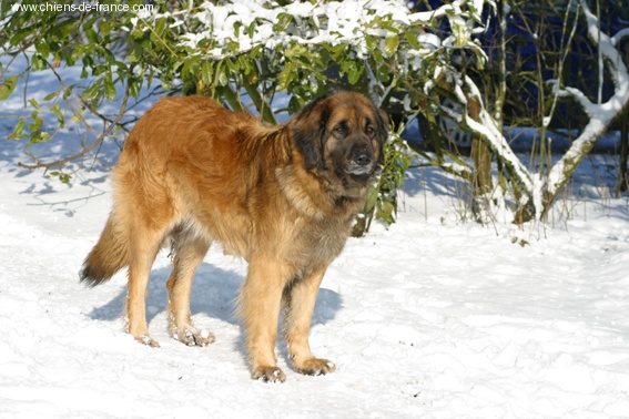 Reisha De la foret des amognes