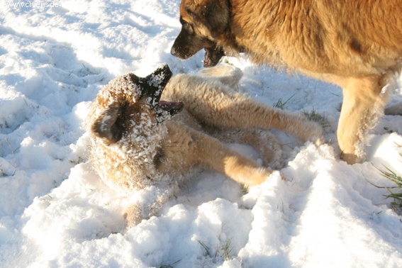 Reisha De la foret des amognes