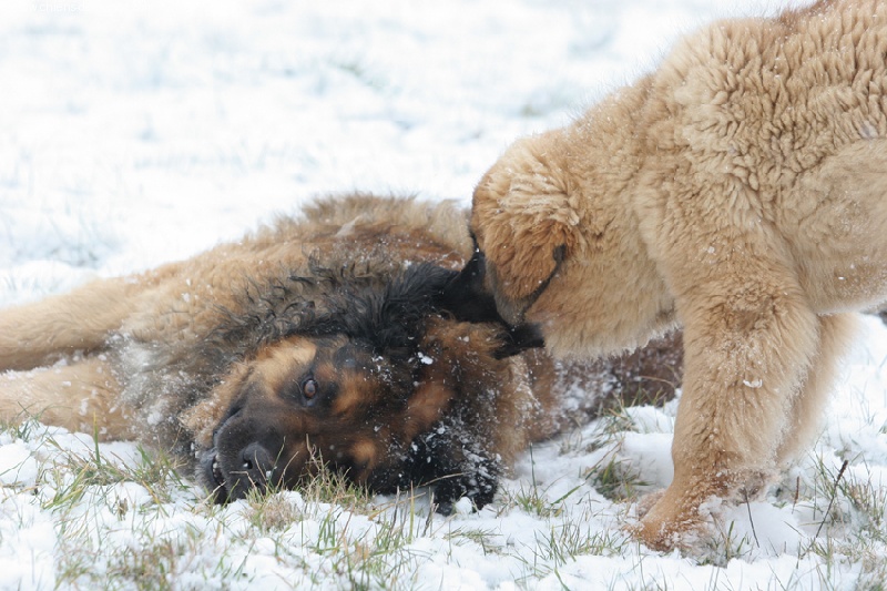 Osiris du vieil if de thomsphan Du vieil if de thomspan