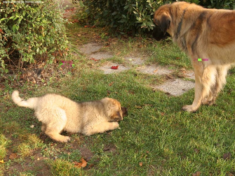 Reisha De la foret des amognes