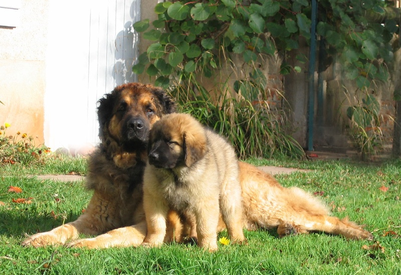 Osiris du vieil if de thomsphan Du vieil if de thomspan