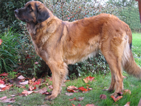 Reisha De la foret des amognes