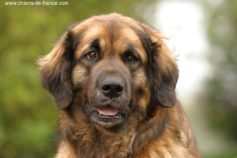 Reisha De la foret des amognes