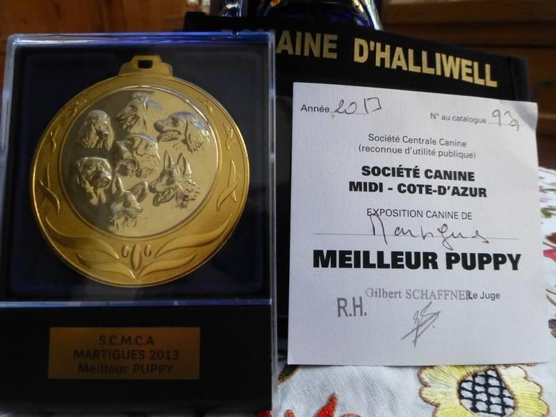 CH. Ice cooper du Domaine d'Halliwell