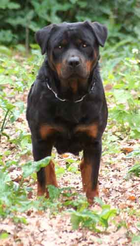 Publication : du Domaine d'Halliwell Auteur : DOMAINE D'HALLIWELL