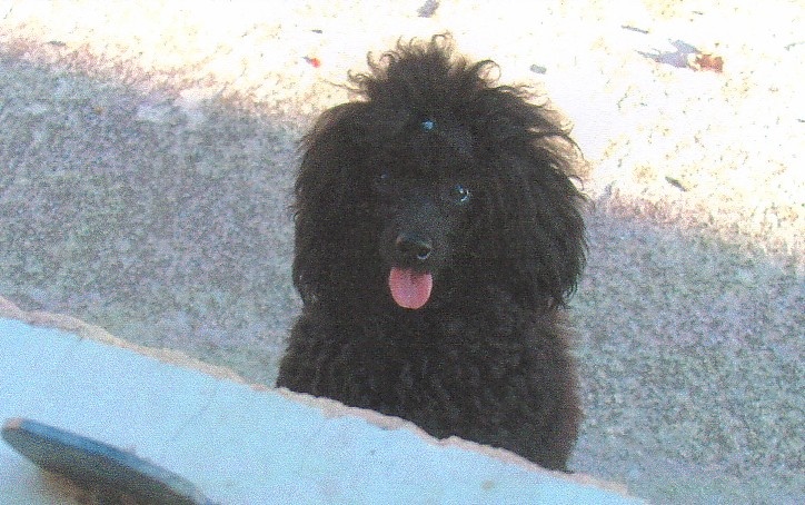 Publication : de Chamberande