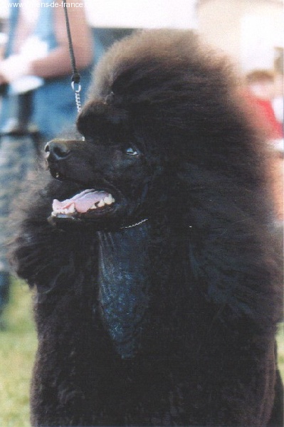 Publication : de Chamberande Auteur : Gad