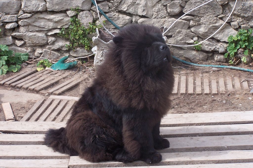 Horus black De la baalucherie