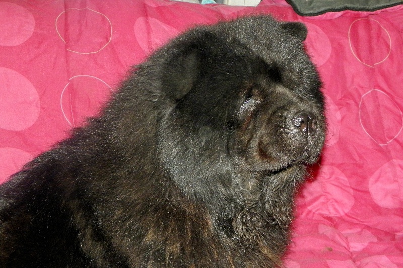 Ebène black De la baalucherie