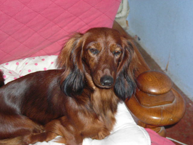 Publication : des Appalahuacs