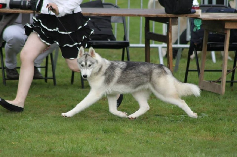 Justice for the queen 'nephilim Of pack-ice wolves