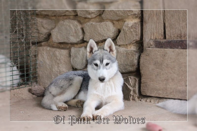 Justice for the queen 'nephilim Of pack-ice wolves