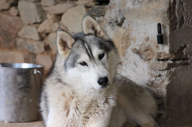 Justice for the queen 'nephilim Of pack-ice wolves