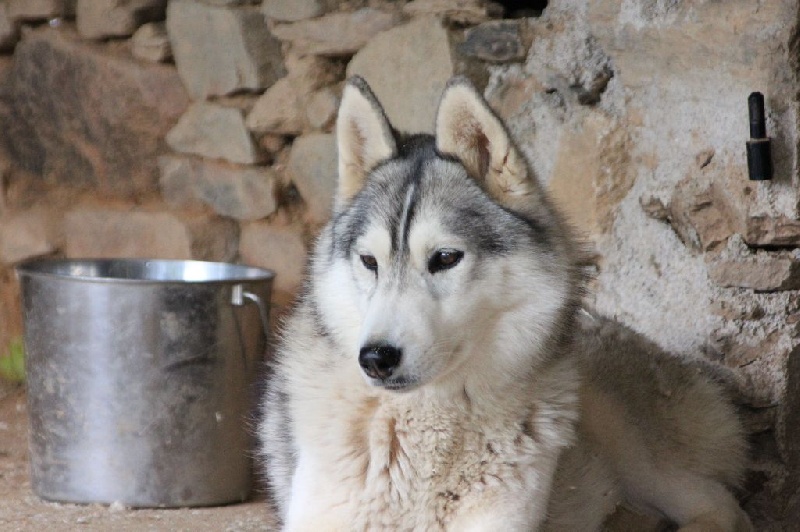 Justice for the queen 'nephilim Of pack-ice wolves