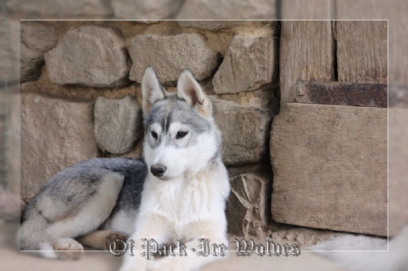 Justice for the queen 'nephilim Of pack-ice wolves