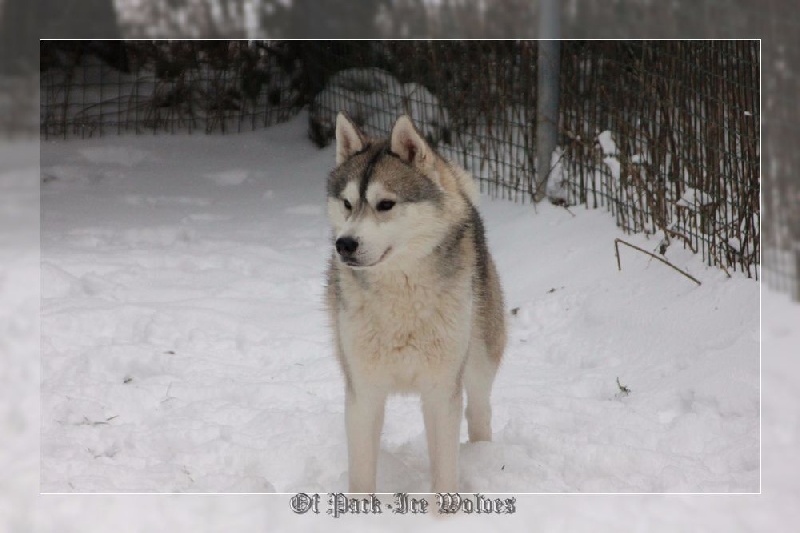 Publication : Of pack-ice wolves  Auteur : valentin carole