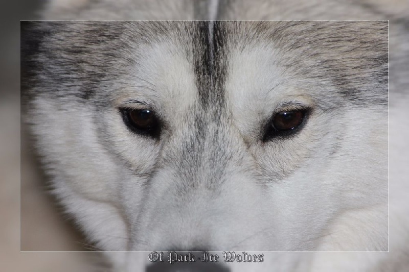 Publication : Of pack-ice wolves  Auteur : valentin carole