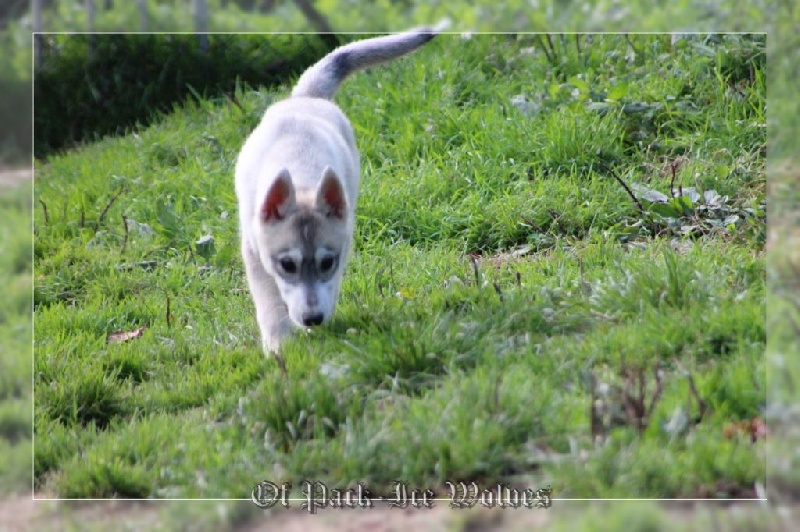 FEMELLE 3 grise et blanche.