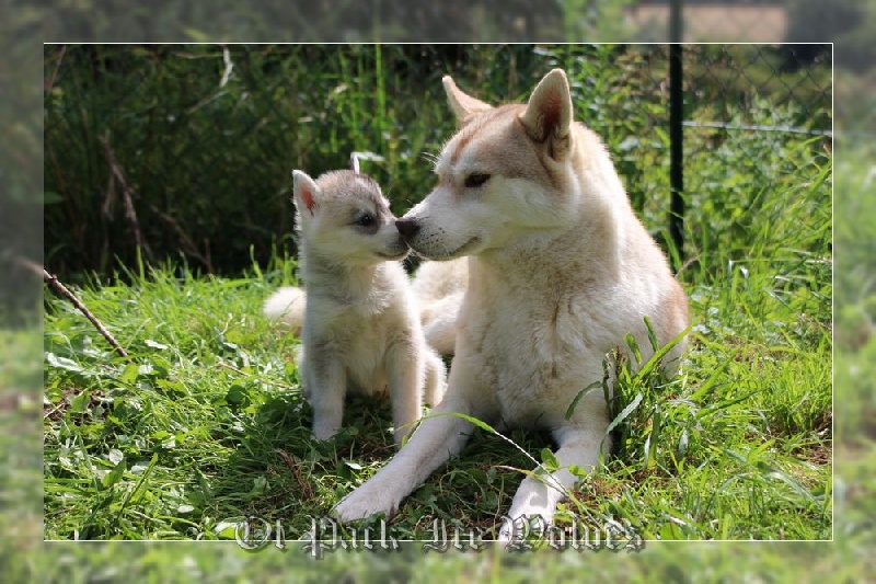 FEMELLE 3 grise et blanche.