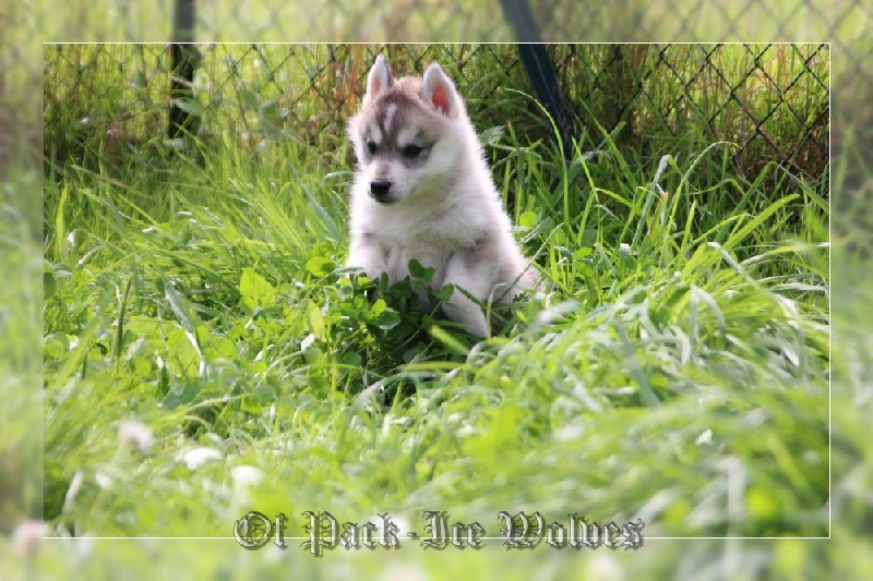 FEMELLE 1 grise et blanche