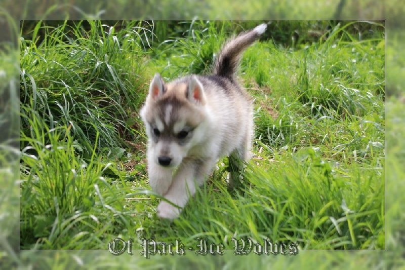 FEMELLE 1 grise et blanche