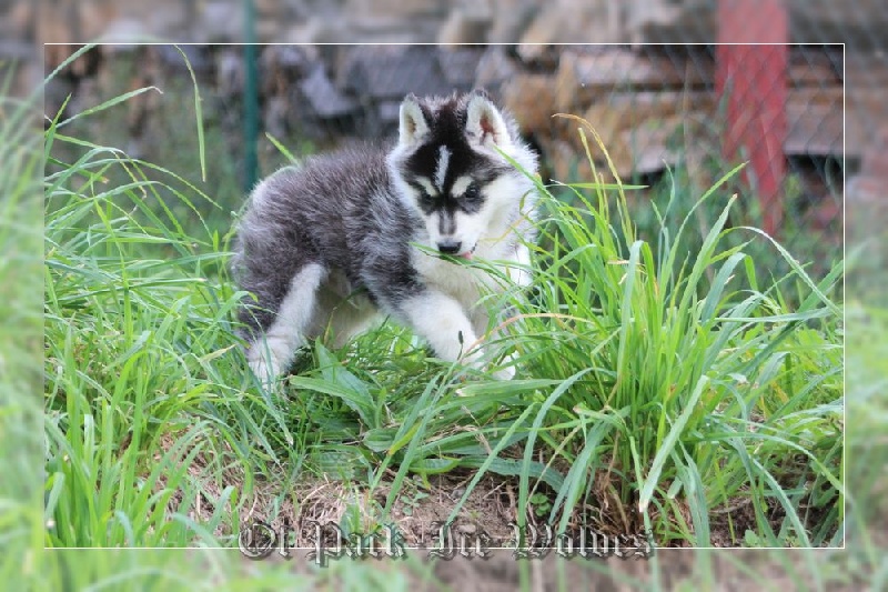 MÂLE 1 noir et blanc