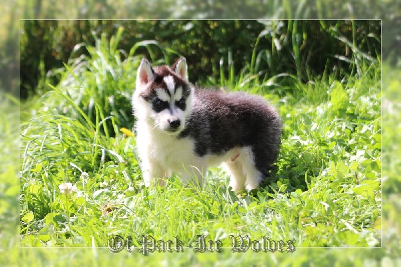 MÂLE 4 noir et blanc