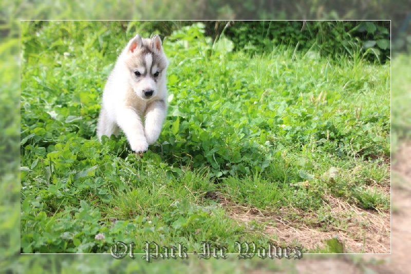 MÂLE 2 gris et blanc.