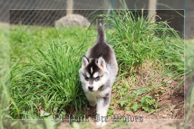 FEMELLE 2 noire et blanche