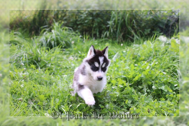 MÂLE 3 noir et blanc