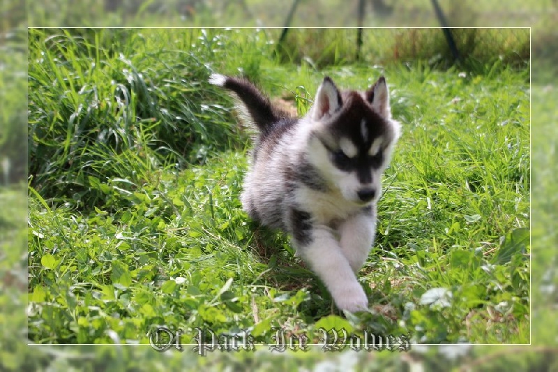 FEMELLE 2 noire et blanche