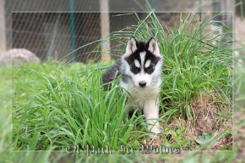 MÂLE 3 noir et blanc