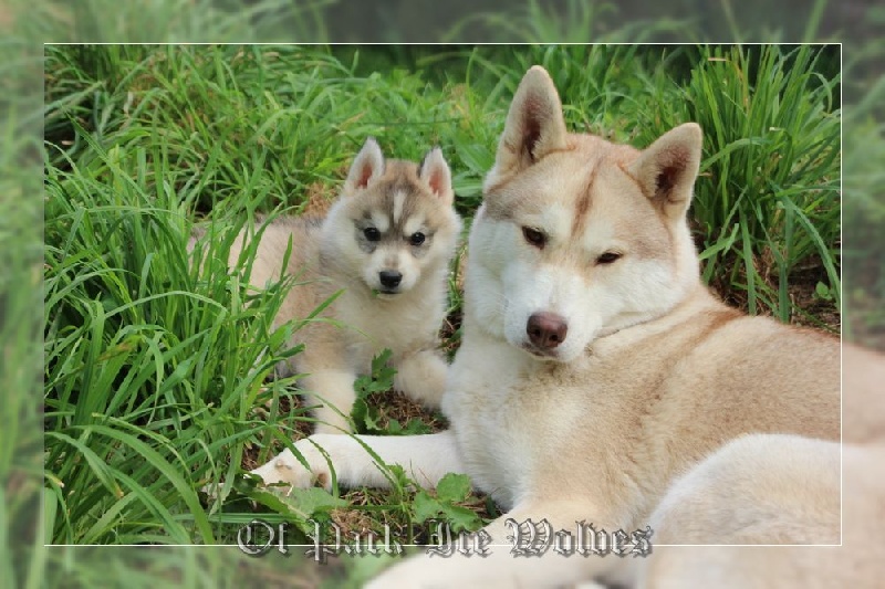 FEMELLE 1 grise et blanche