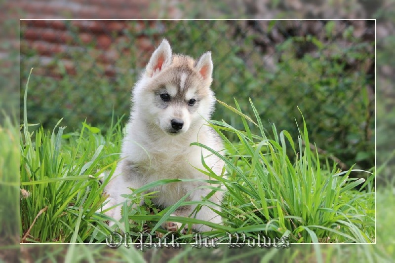 FEMELLE 1 grise et blanche