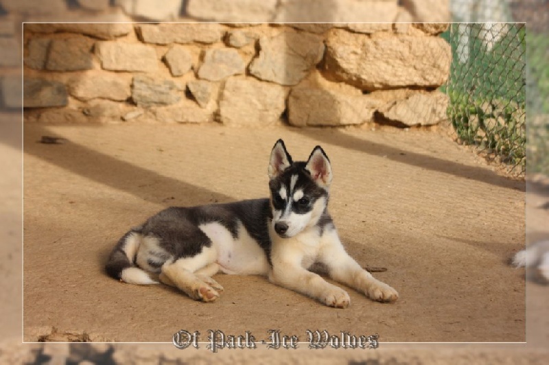 MÂLE 4 noir et blanc