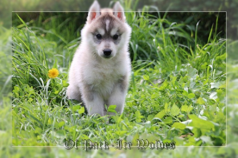 FEMELLE 3 grise et blanche.