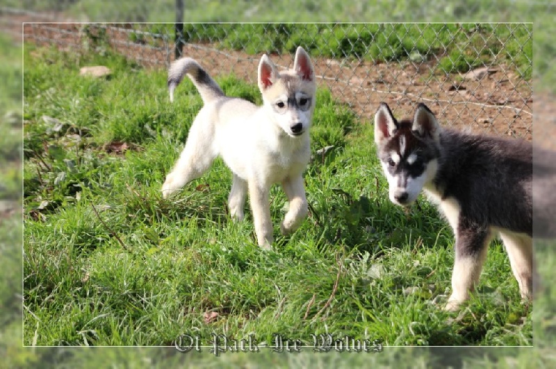 FEMELLE 3 grise et blanche.