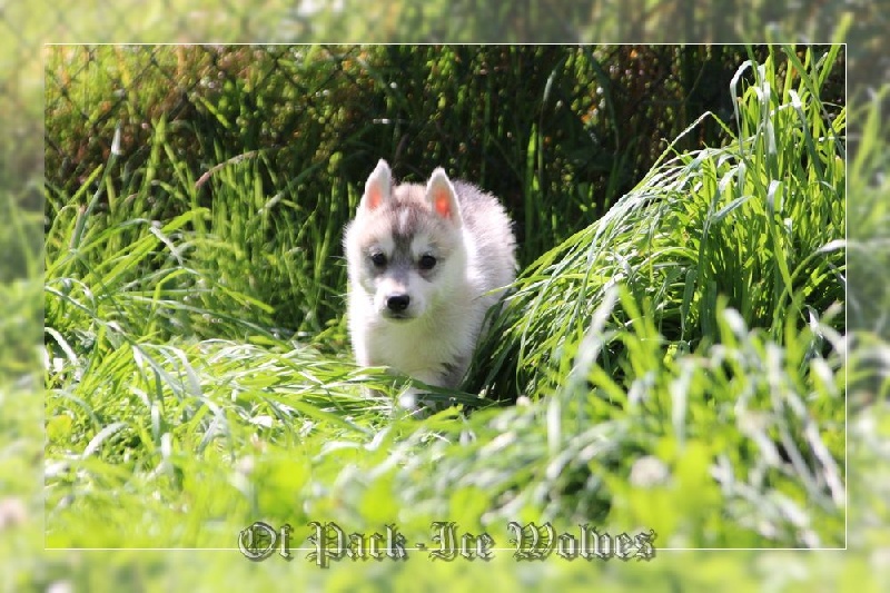 FEMELLE 3 grise et blanche.