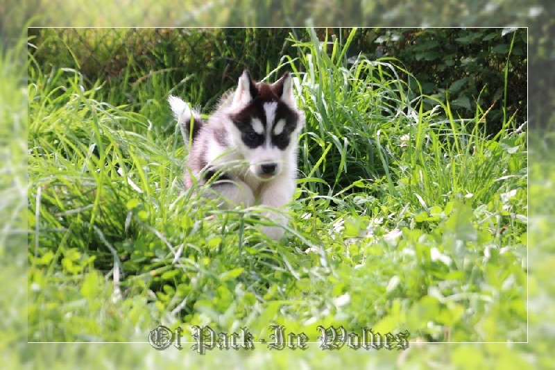 MÂLE 3 noir et blanc