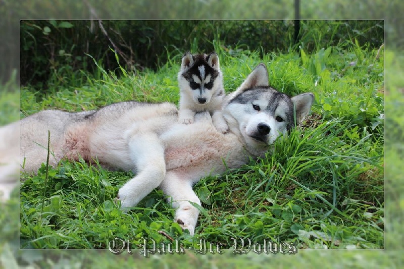MÂLE 4 noir et blanc
