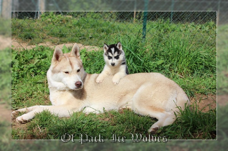 MÂLE 4 noir et blanc