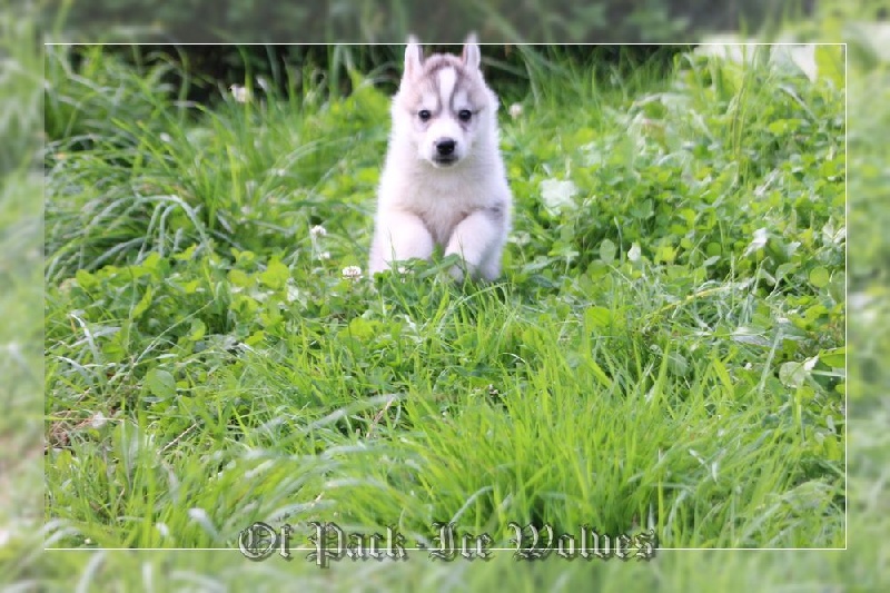 MÂLE 2 gris et blanc.