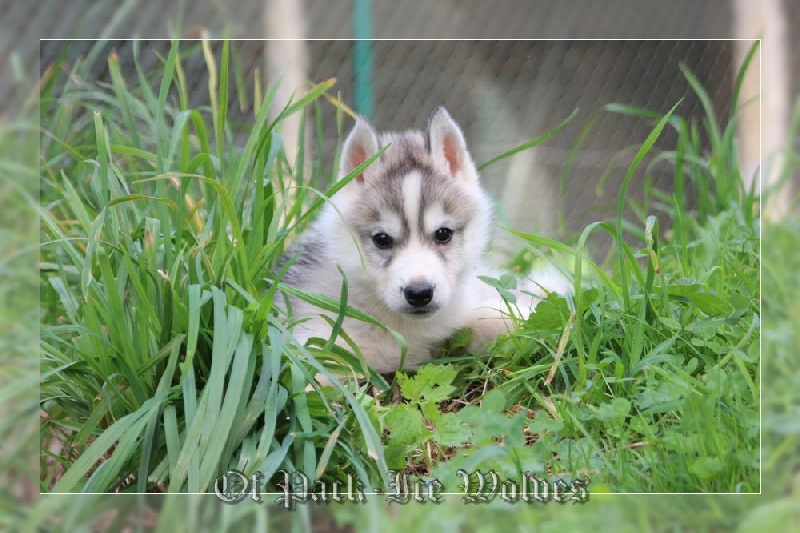 MÂLE 2 gris et blanc.