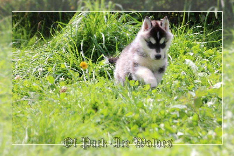 FEMELLE 2 noire et blanche