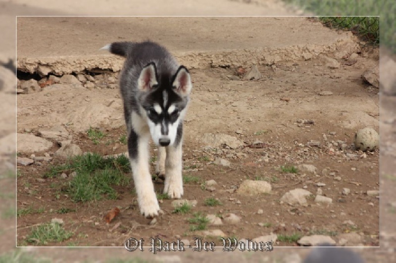 MÂLE 1 noir et blanc