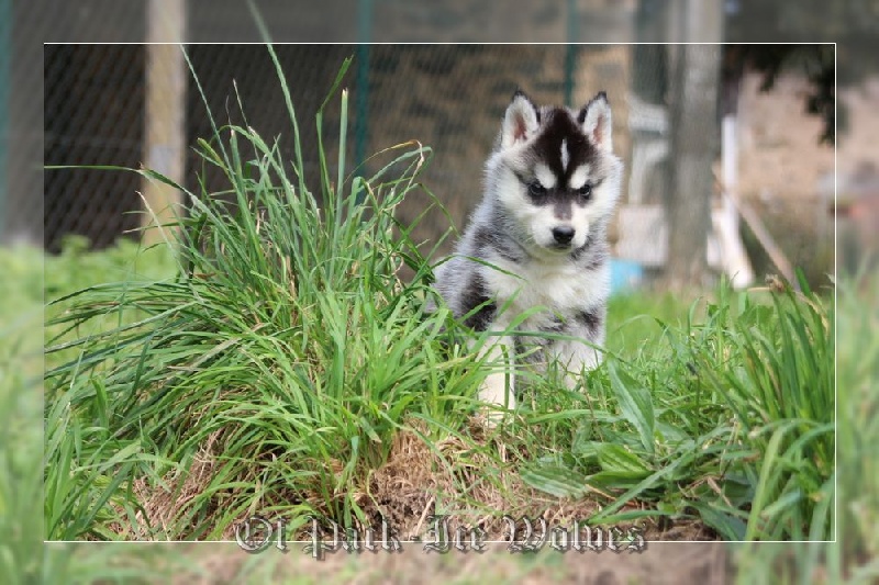 FEMELLE 2 noire et blanche