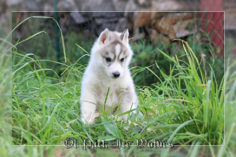 MÂLE 2 gris et blanc.