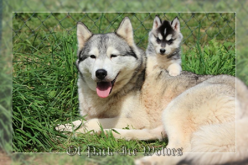 FEMELLE 2 noire et blanche