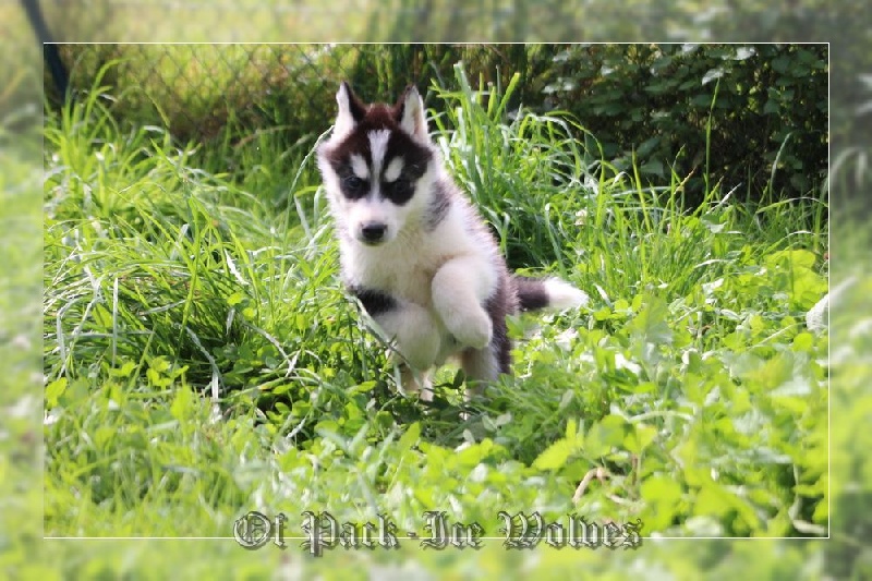 MÂLE 3 noir et blanc